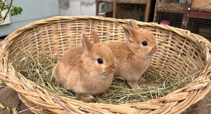 Malatya Büyümeyen Tavşan