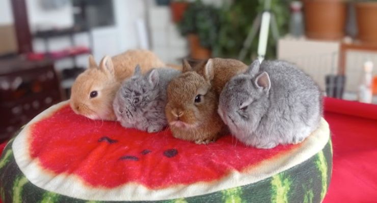 Malatya Cins Tavşan