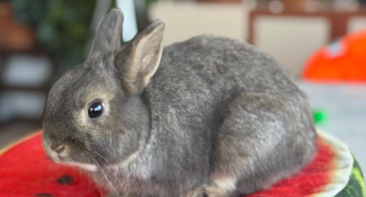 Malatya Ev Tavşanı