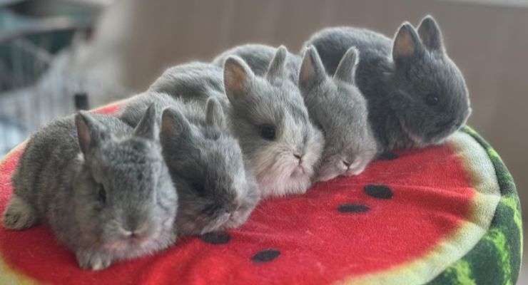 Malatya Evcil Tavşan