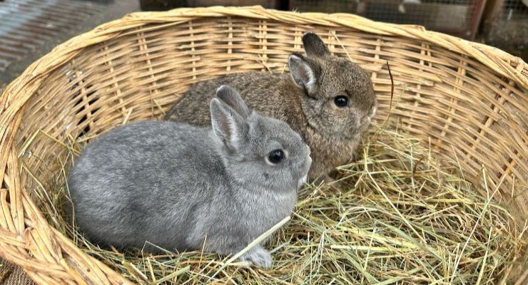 Malatya Yavru Tavşan