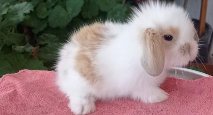 Malatya Hollanda Lop Tavşan